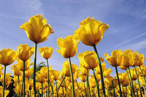 Linen Tulip White and Blue Flower Print Rich Women Shirt Tops Made by Black Jack Italian Artist